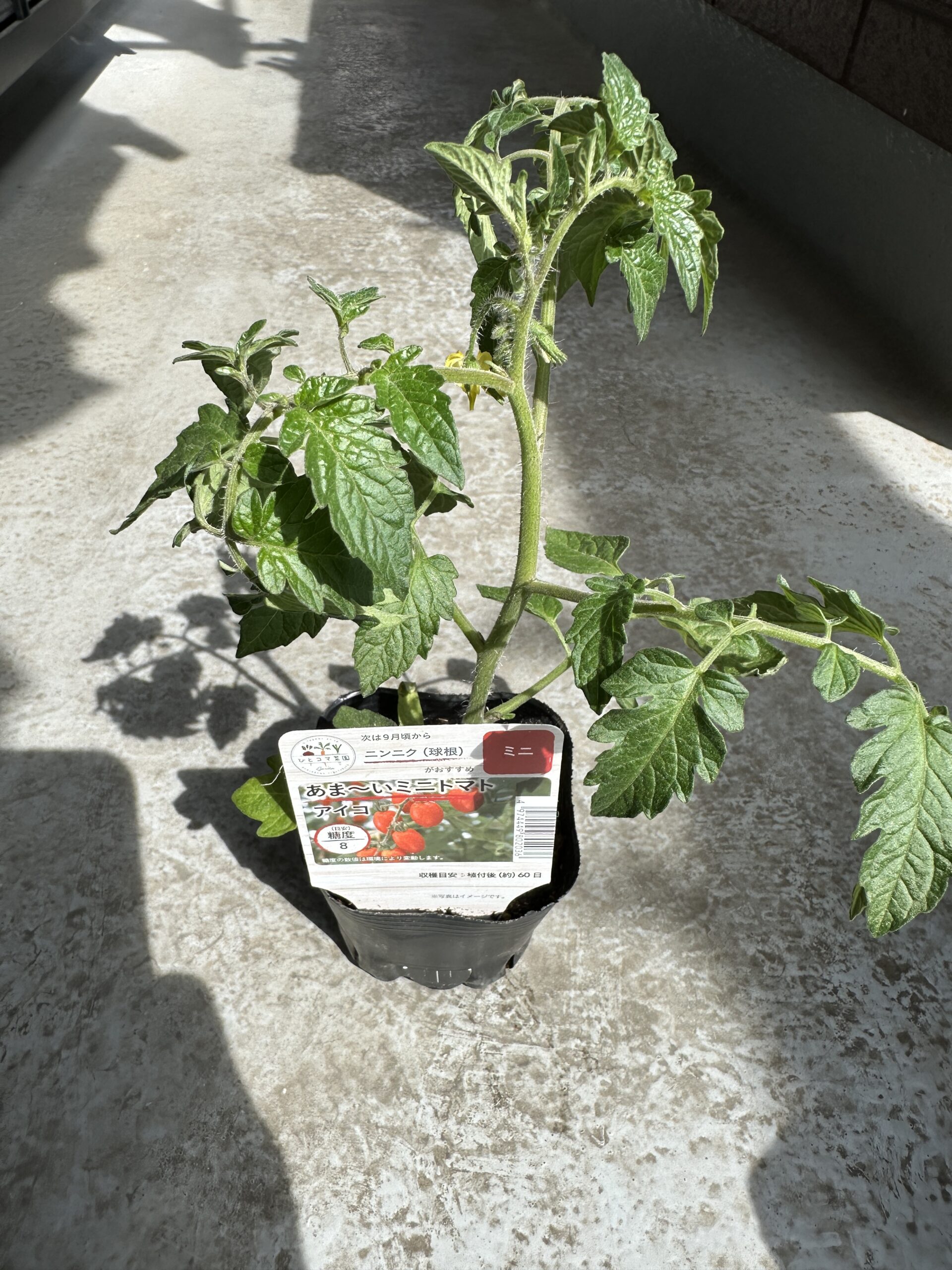 ミニトマト アイコ