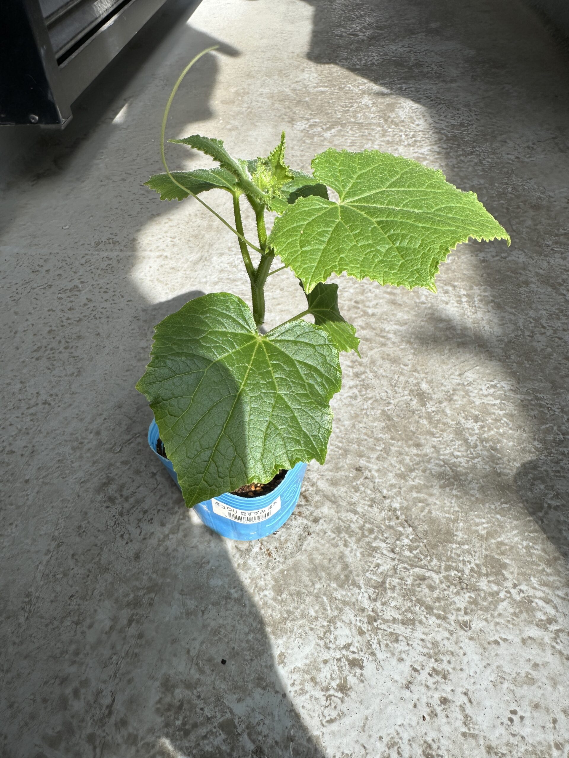 キュウリ 夏すずみ