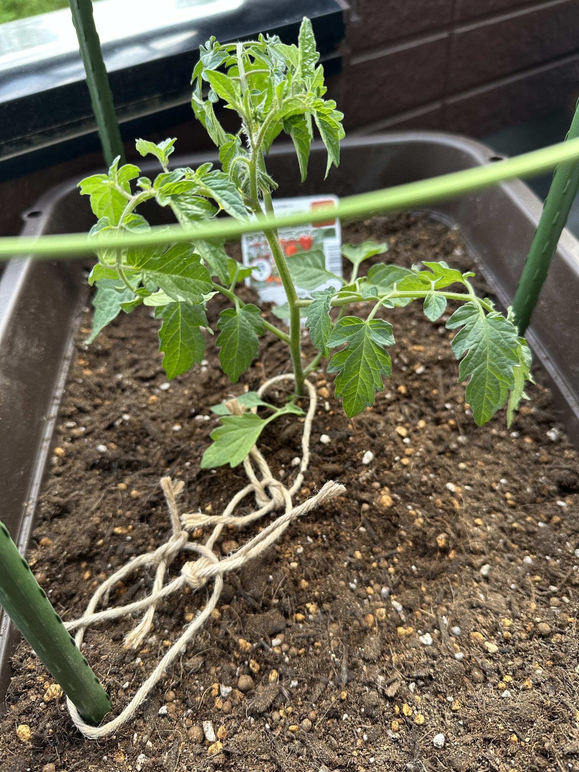 ひどいことになった麻ひも