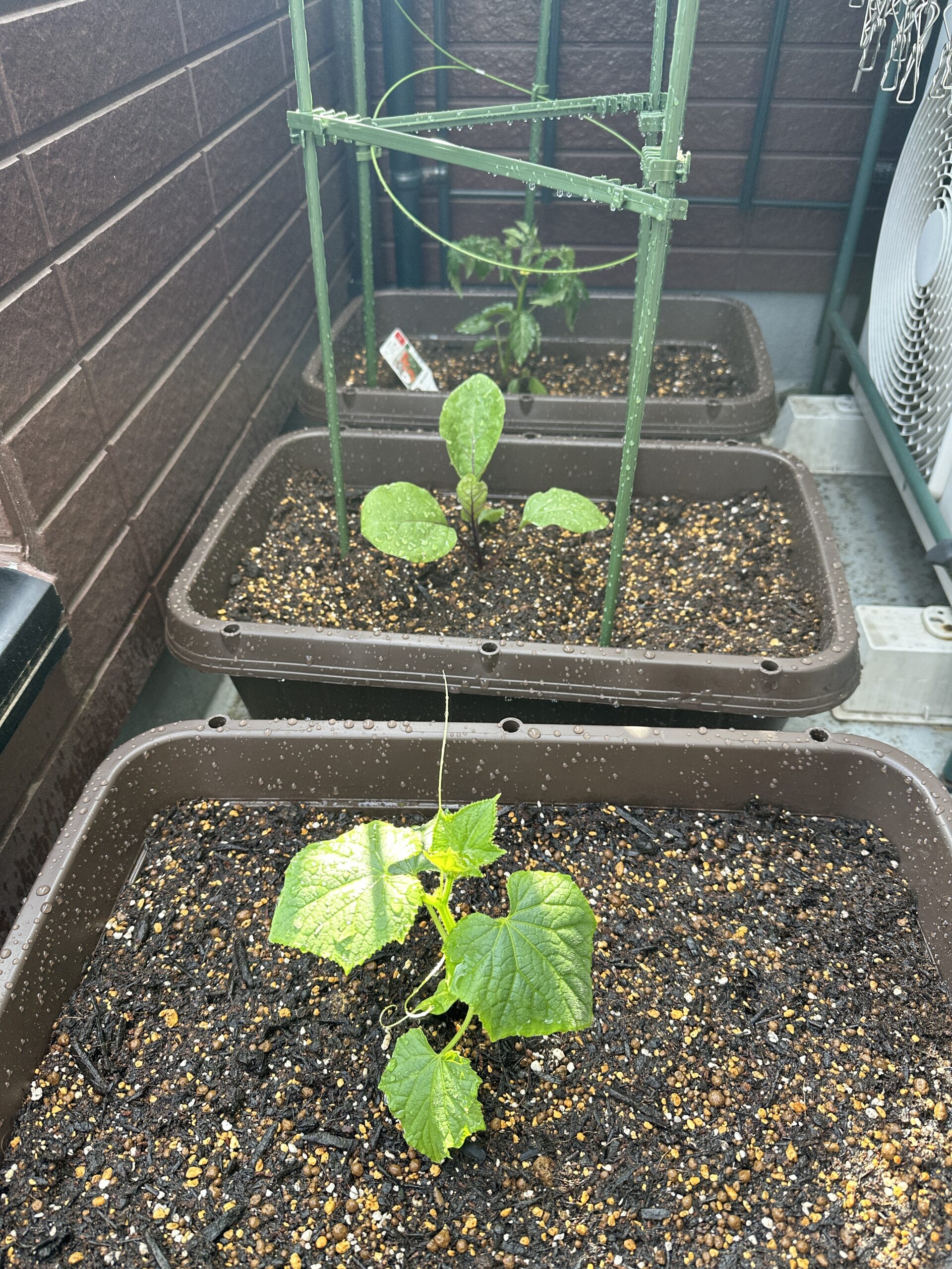 植え付け完了・水やり後の3鉢