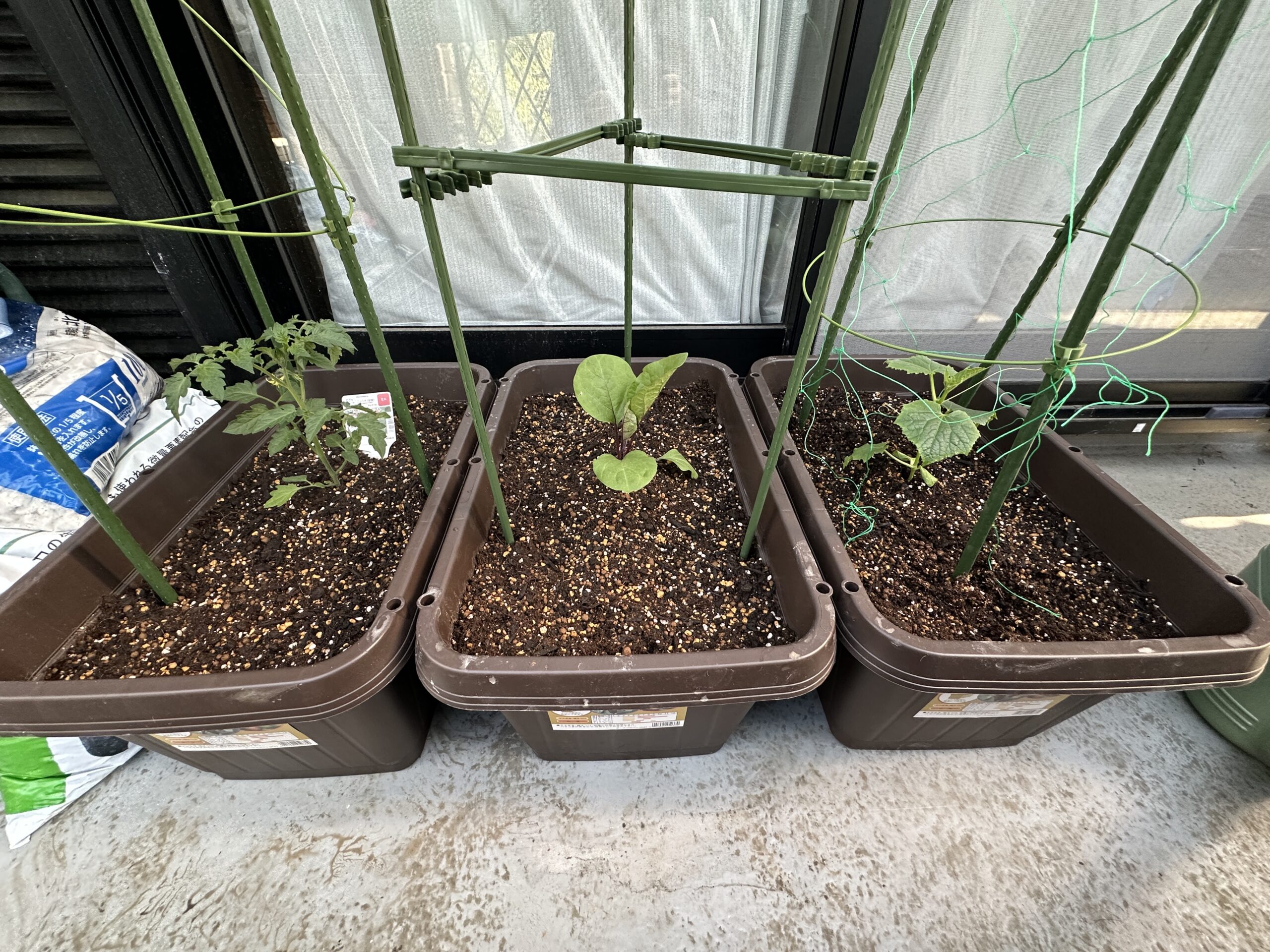 夏野菜トリオ・3つのプランター