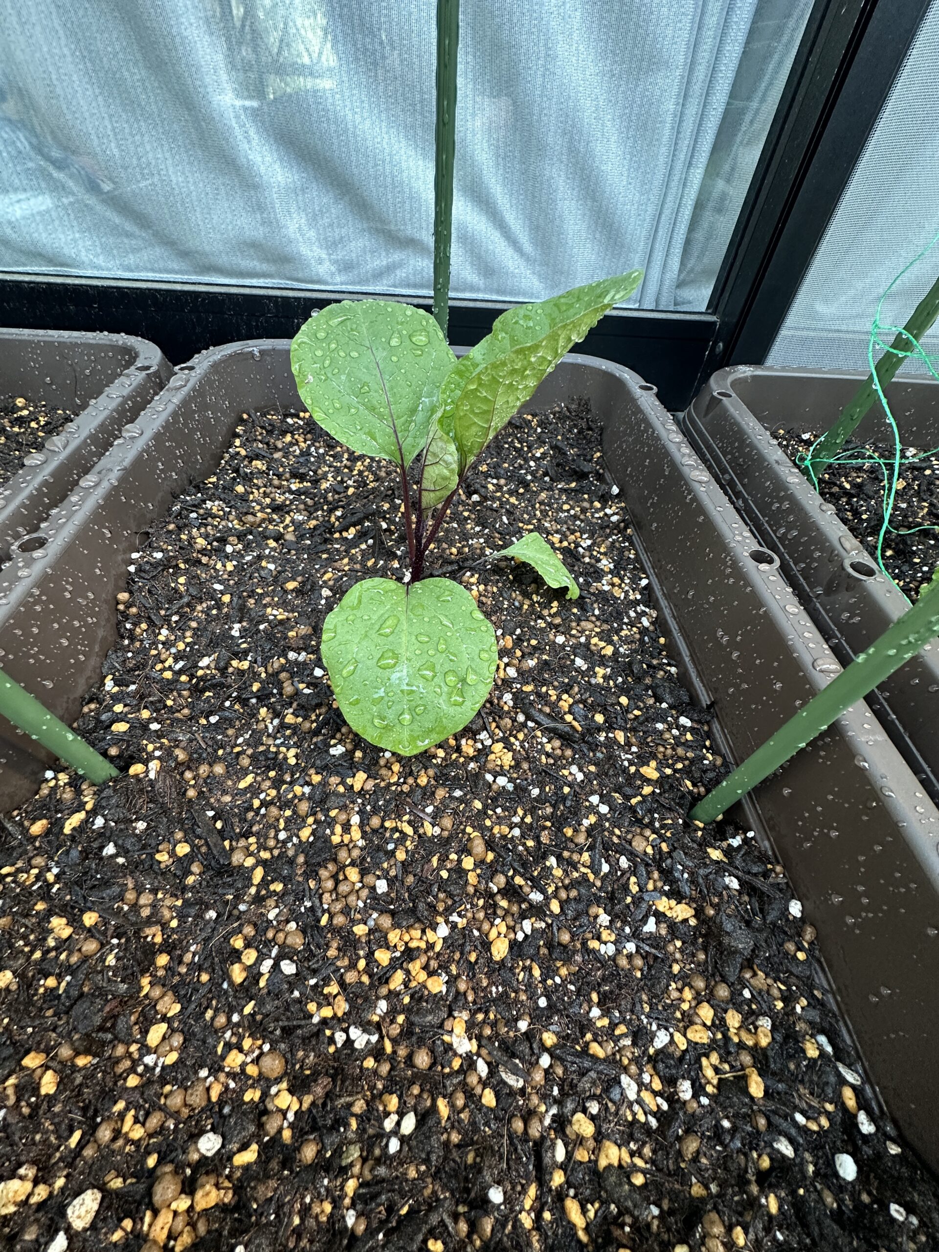 元気なナス苗のアップ