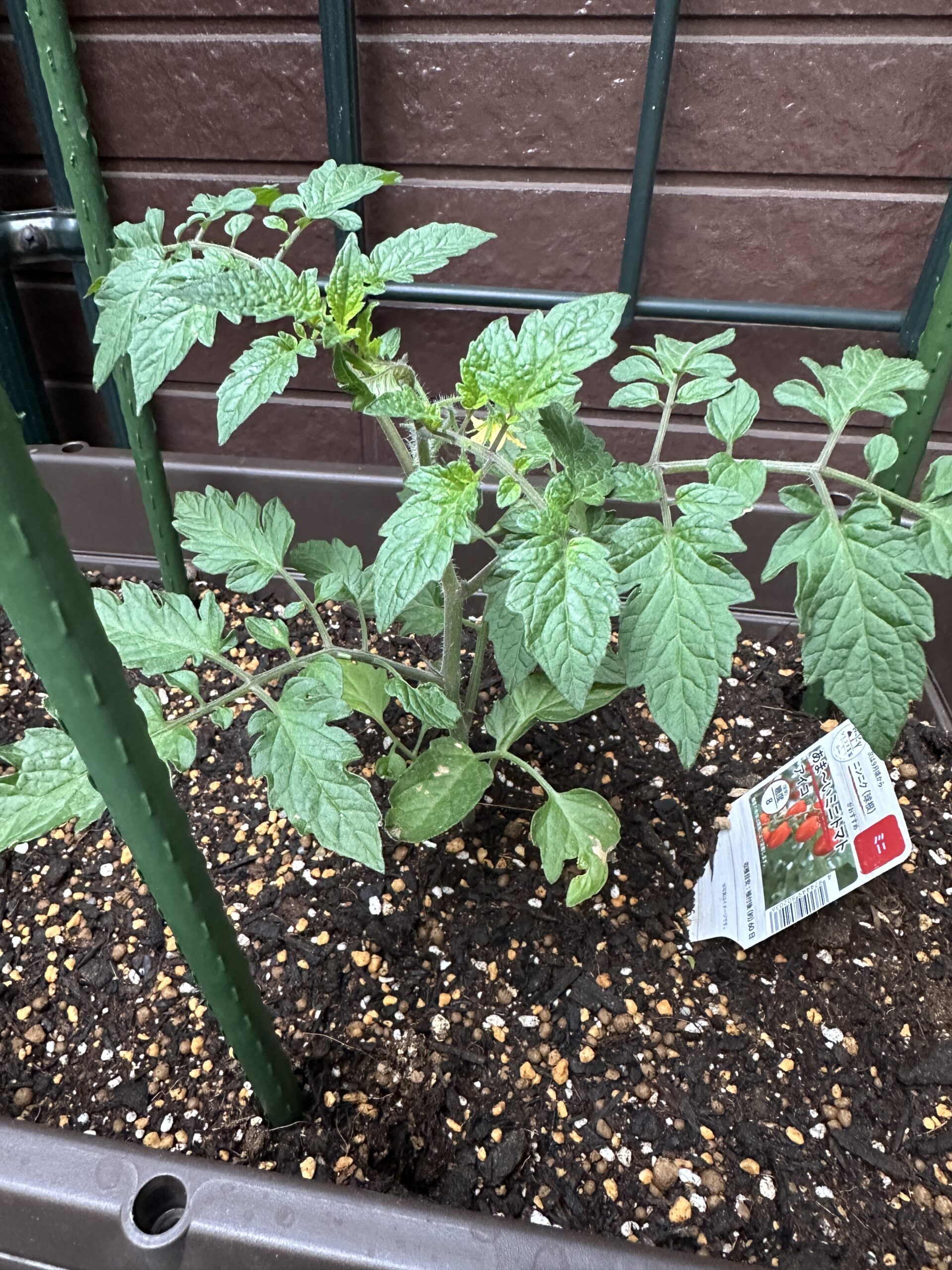 トマトの苗1