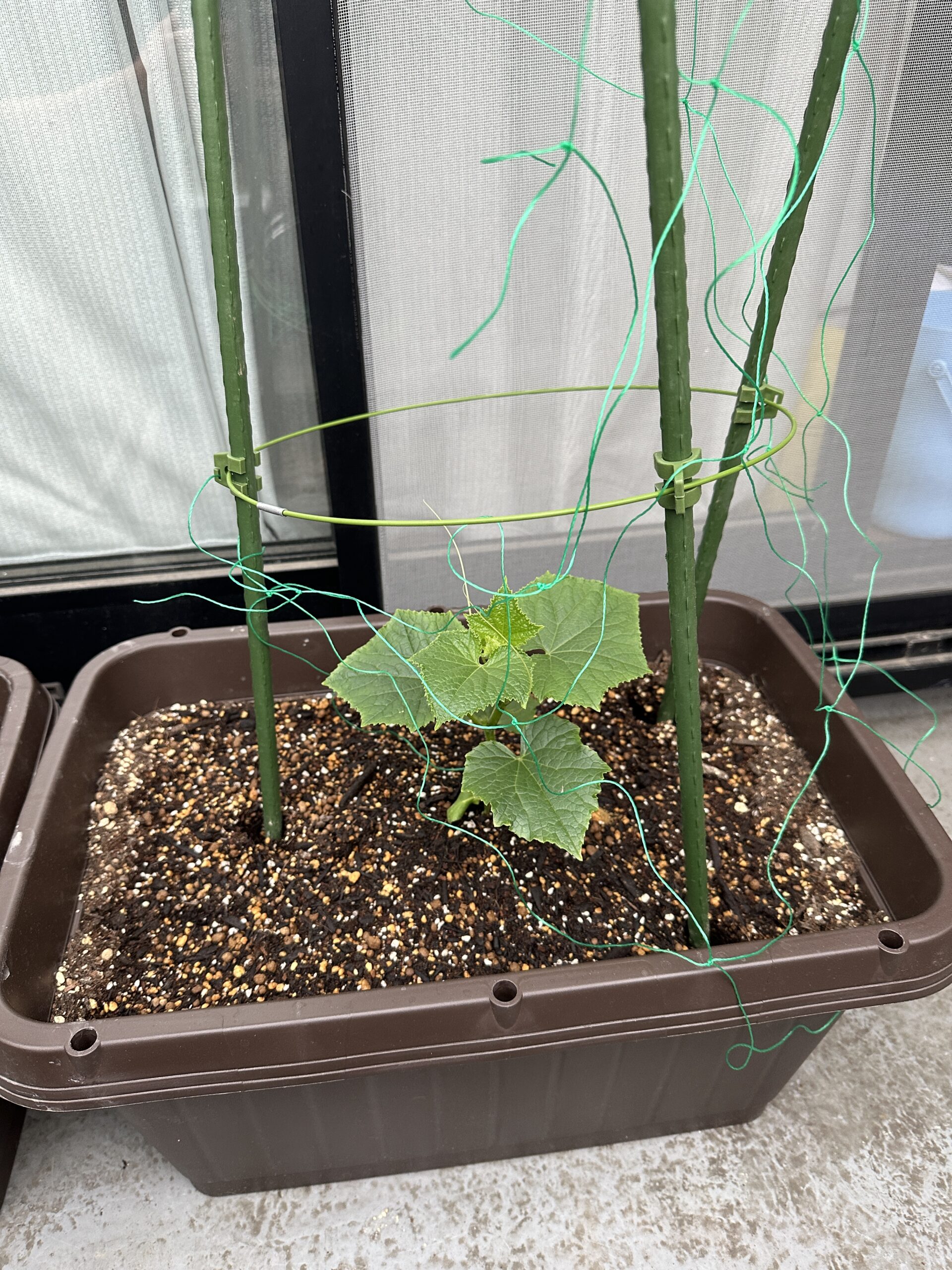 きゅうりの苗1