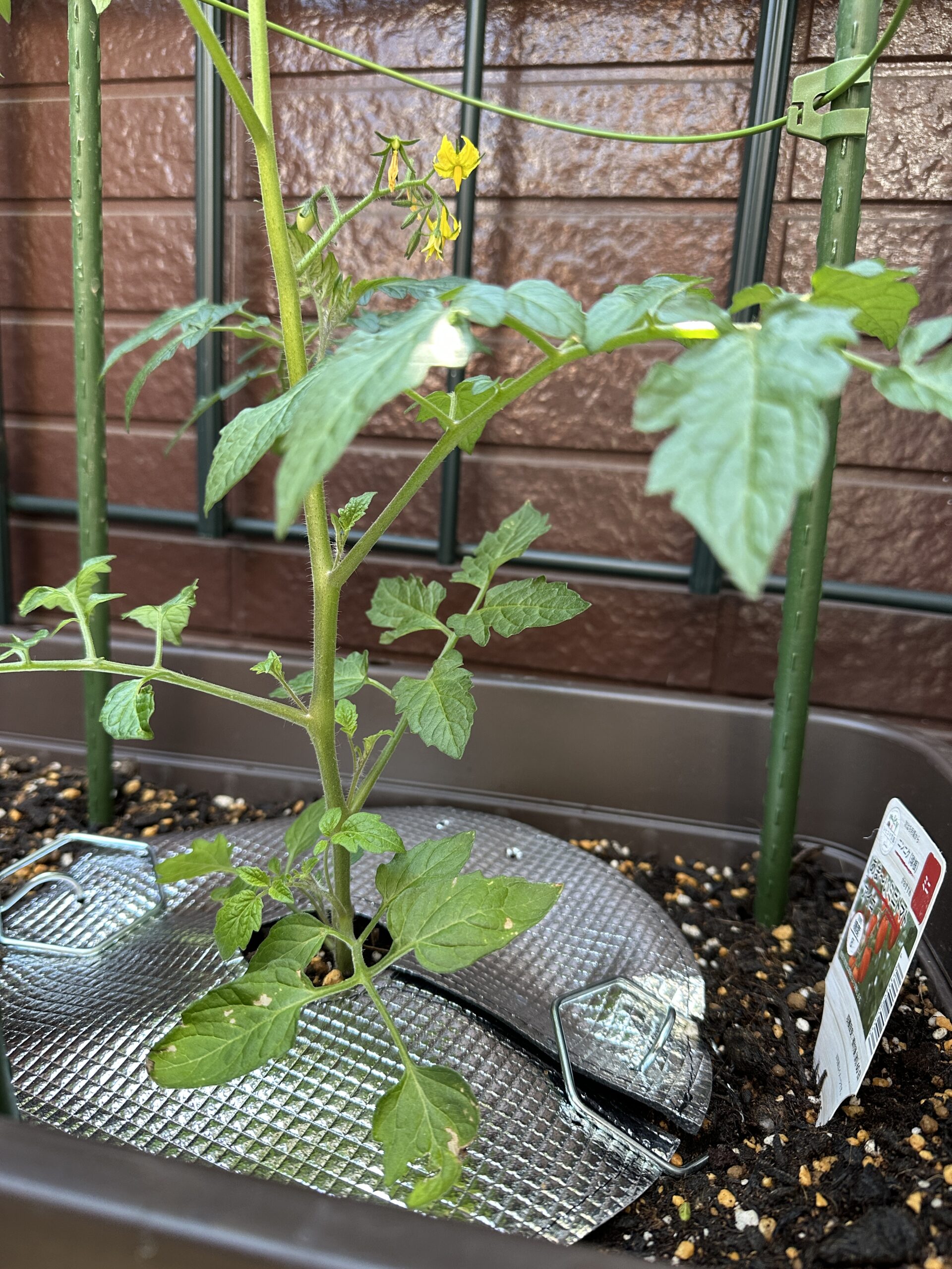 脇芽かき前のトマト