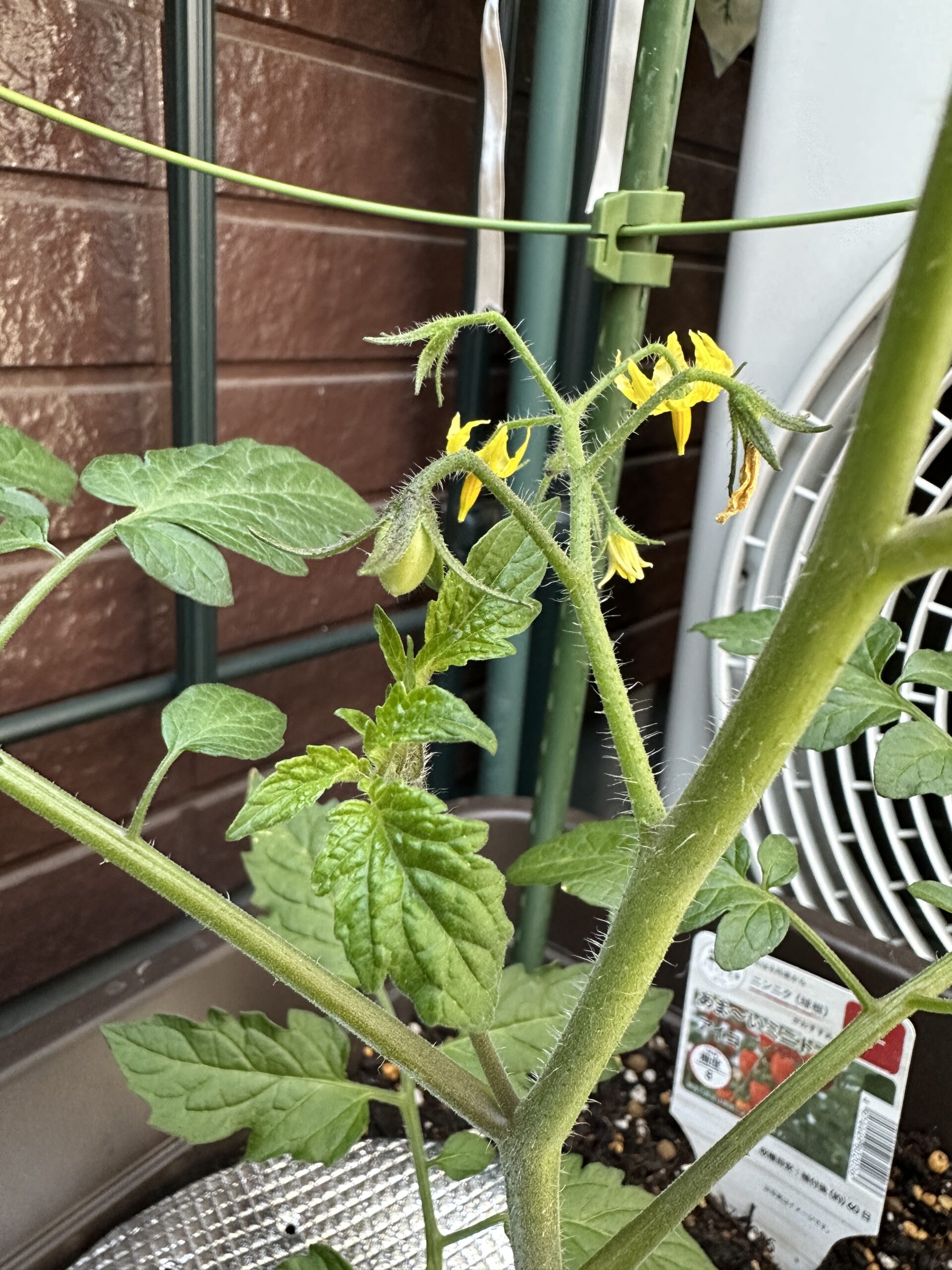 トマトの花と実