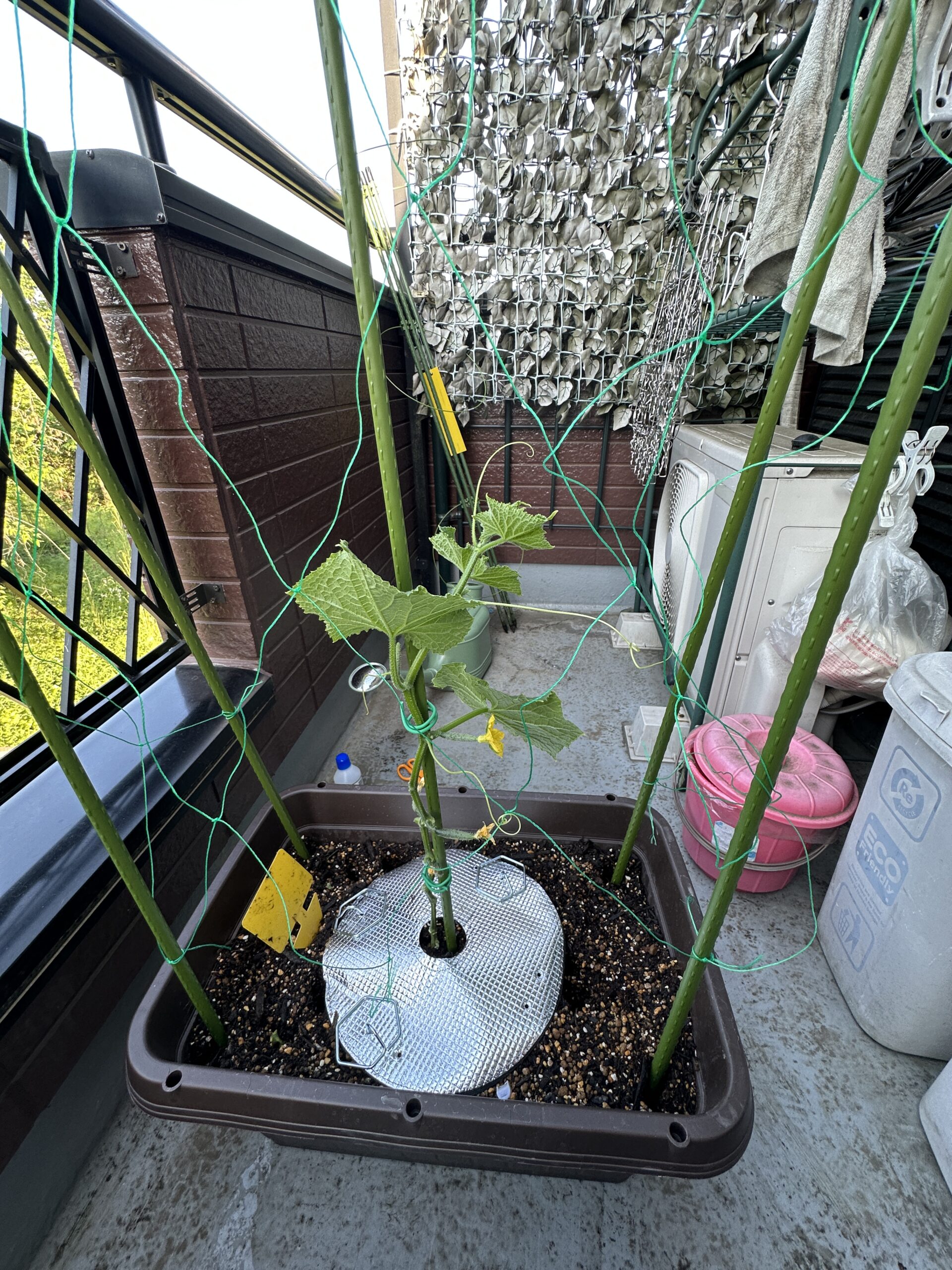 きゅうりの花とつるの様子