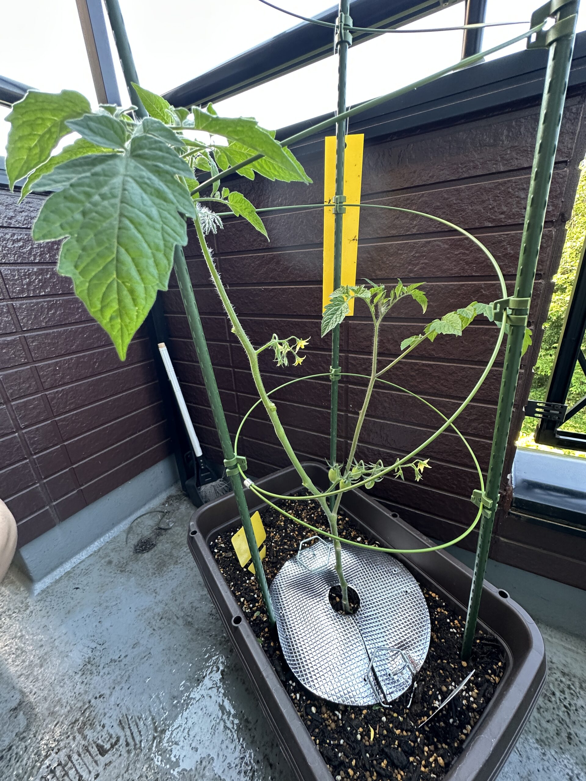 アフター：花房が丸見えになりました