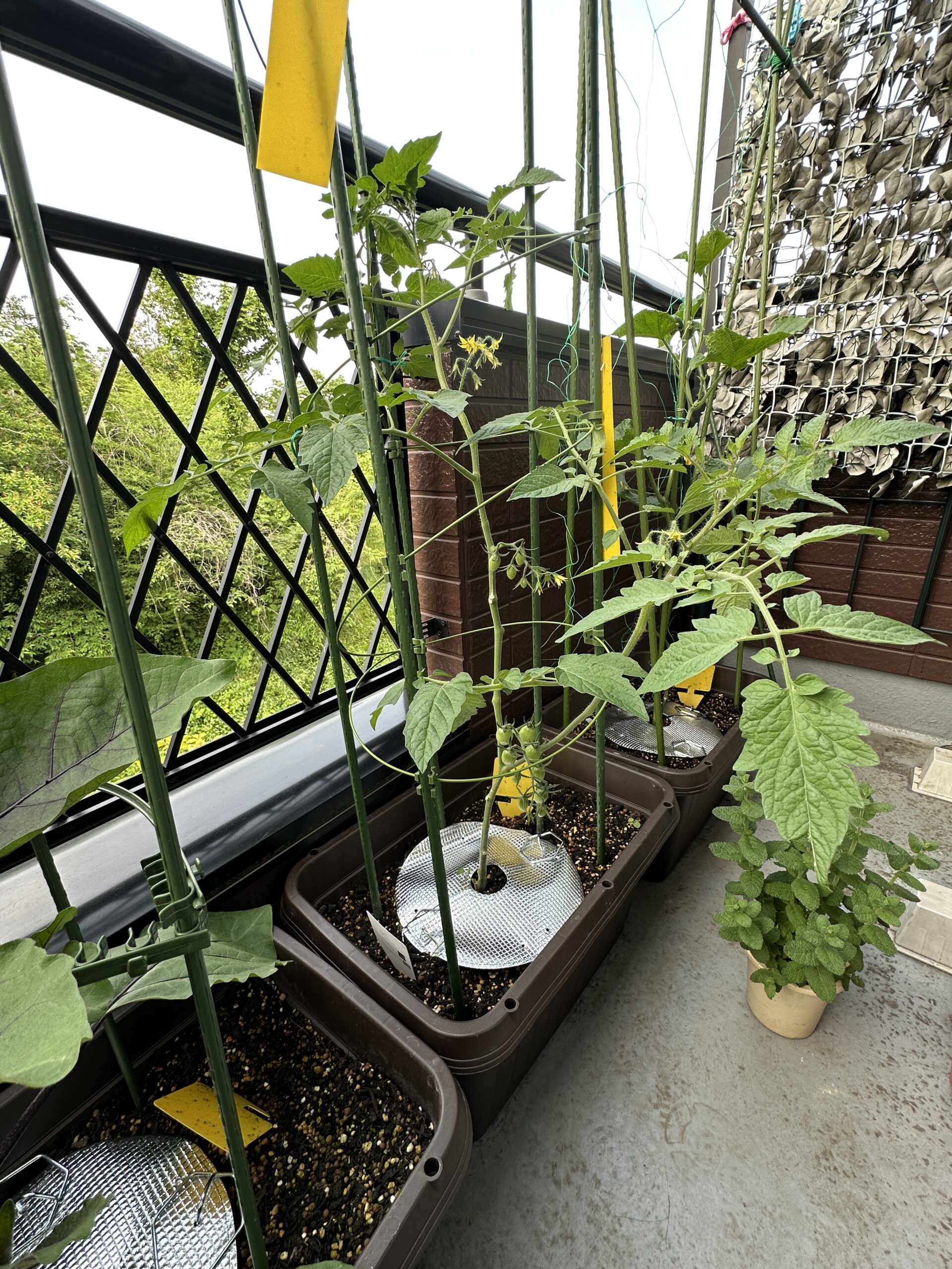 ミニトマトアイコ全景。複数の花房が育っています。