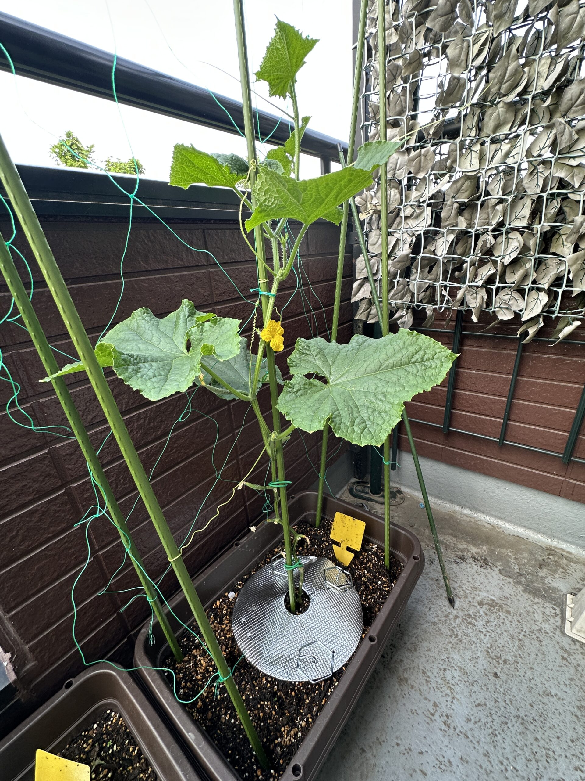 きゅうり夏すずみ全景。黄色い花が咲き、つるが上へ伸びています。