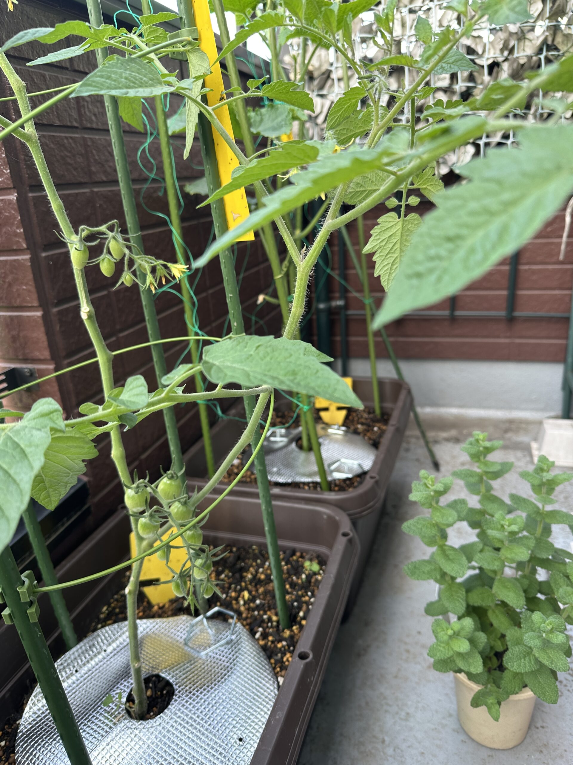 ミニトマトアイコ。実のついた花房が確認できます。