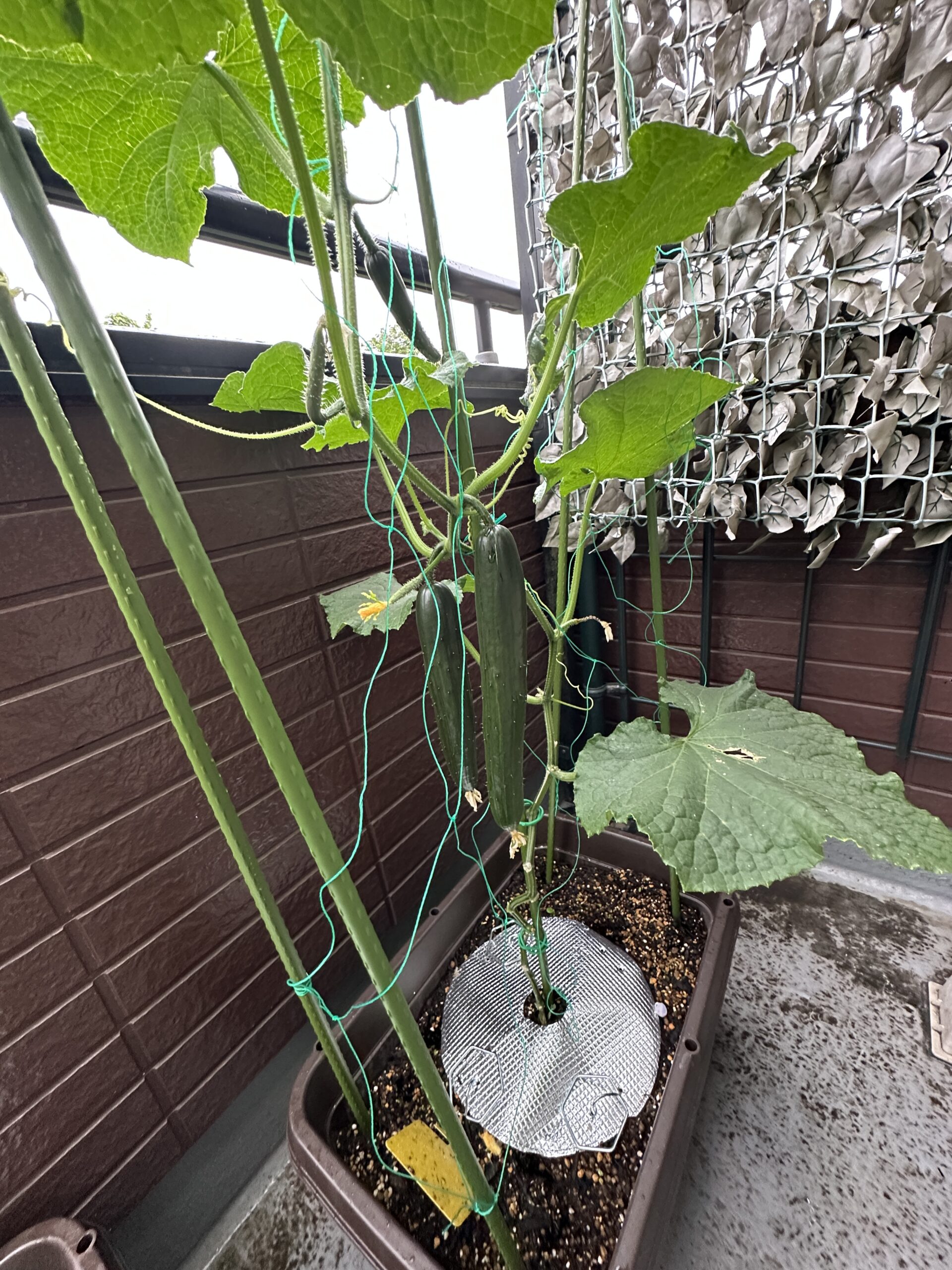 ベランダのプランターで育つ夏すずみの株。実がぶら下がっている。