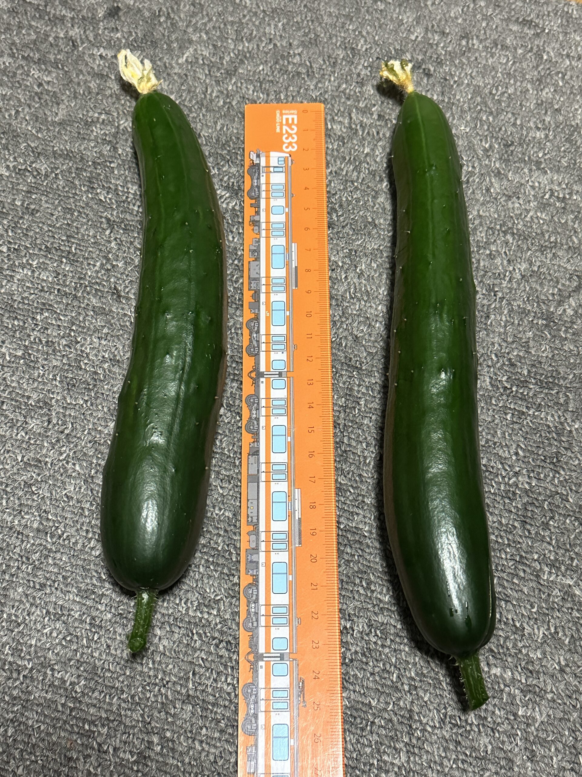 収穫した夏すずみ2本をE233中央線の定規と並べたところ。どちらも20cm超え。