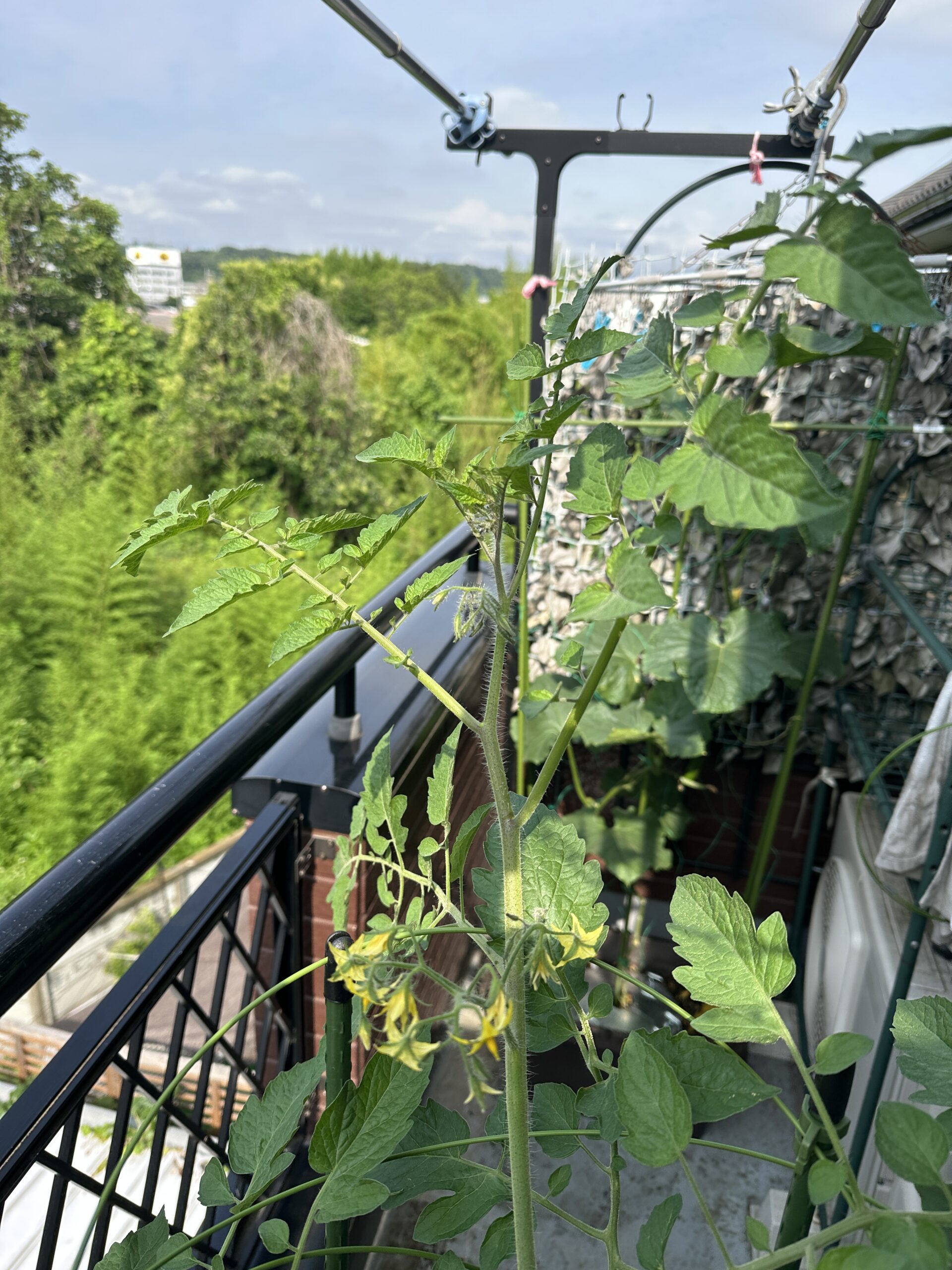 伸びてきたトマトの先端と花房