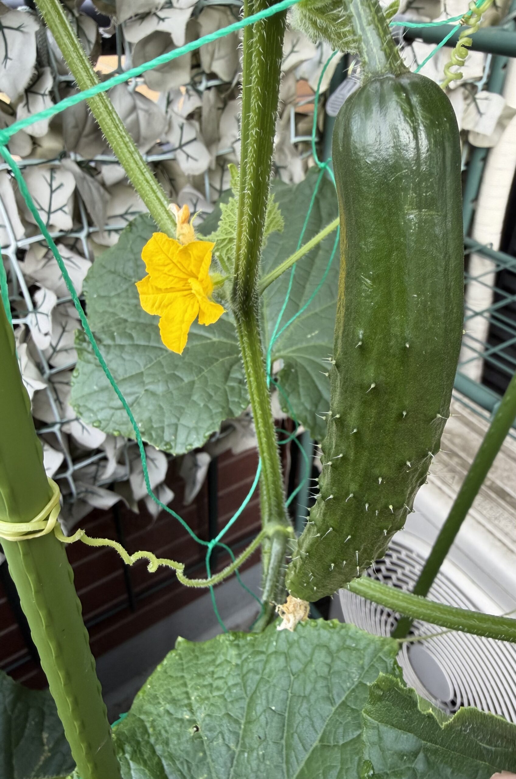 育ってきた4本目の夏すずみと次の雌花