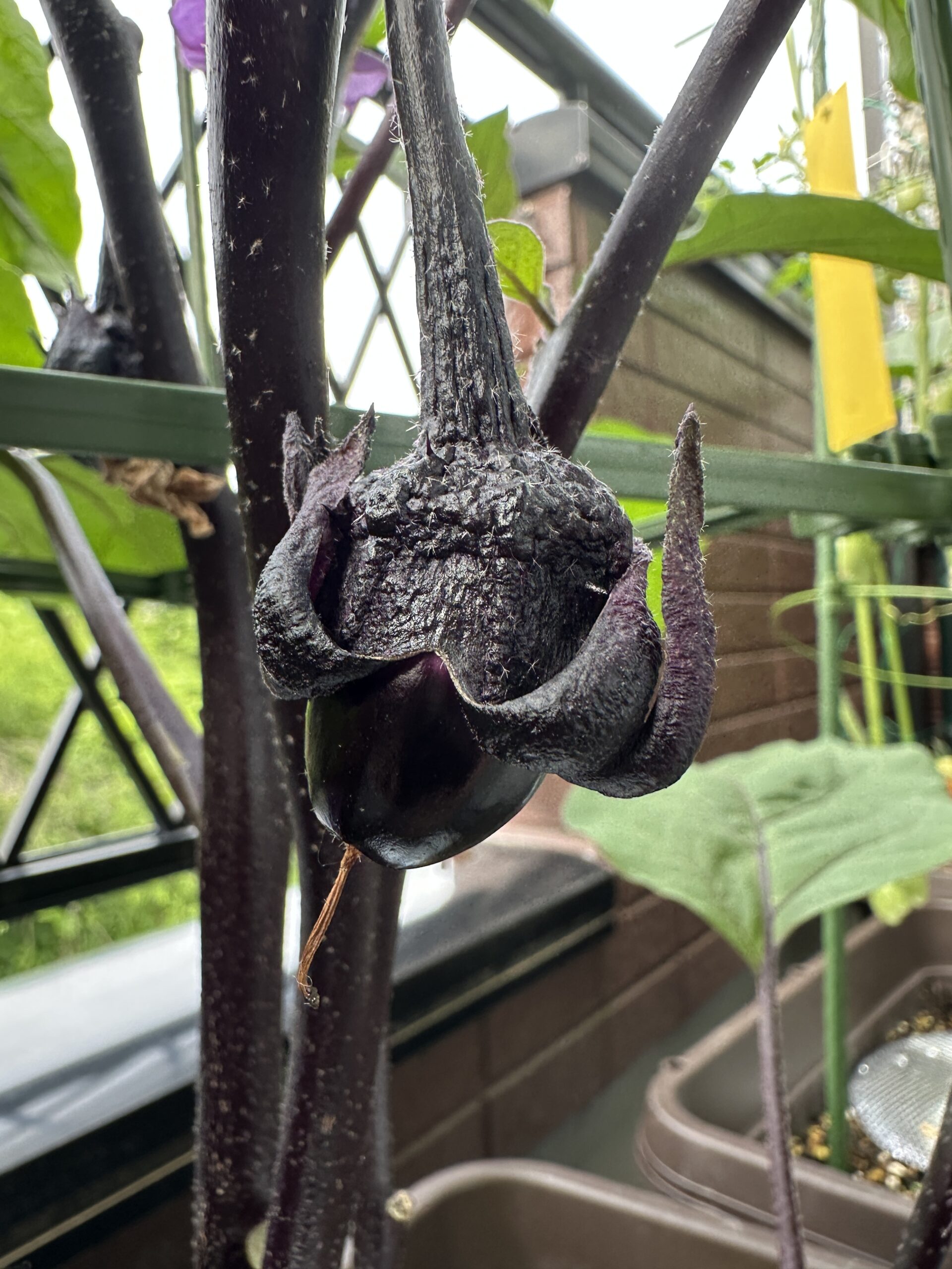 黒くシワシワになった石ナスの実
