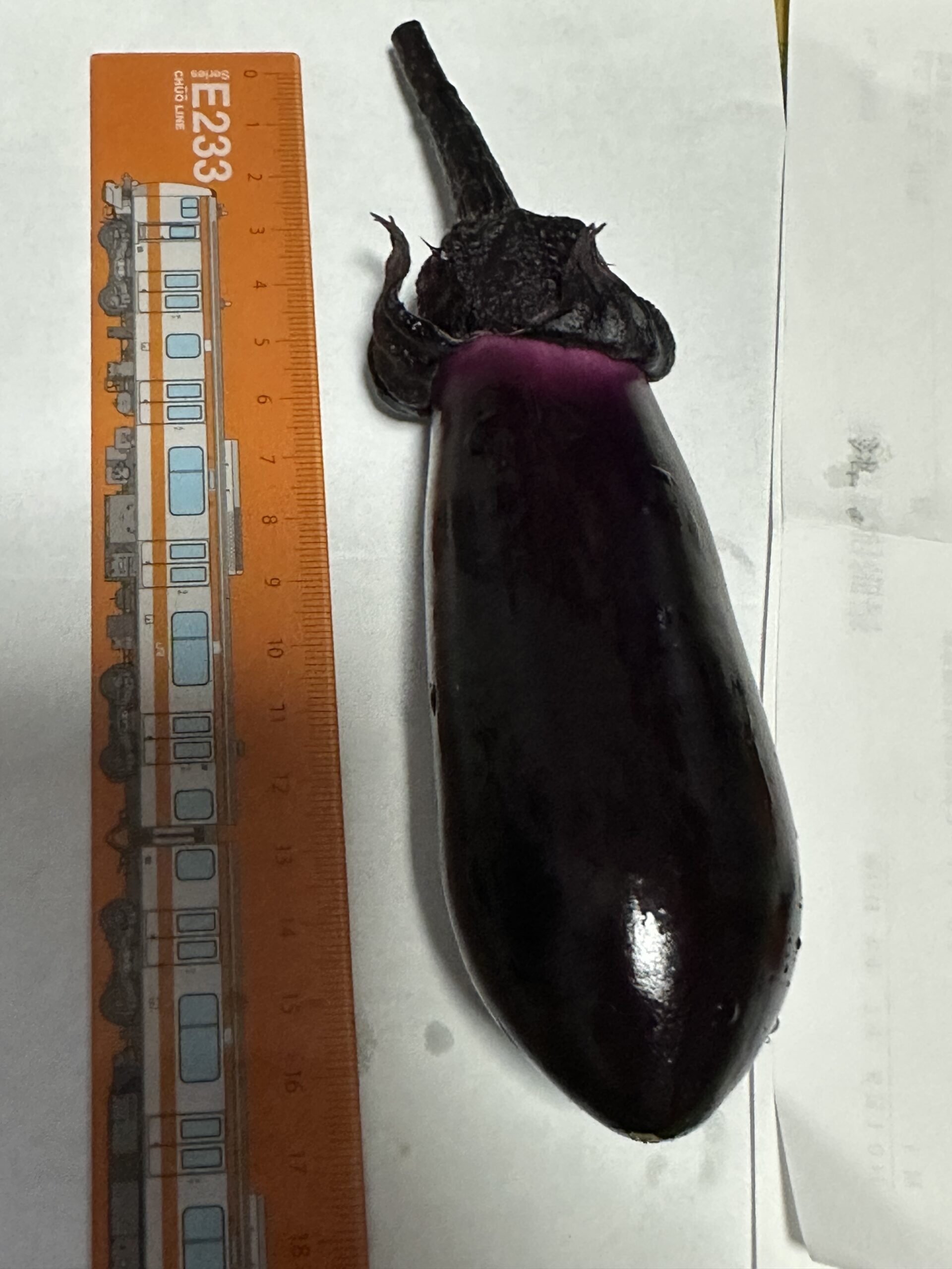 収穫したナスを定規と比較