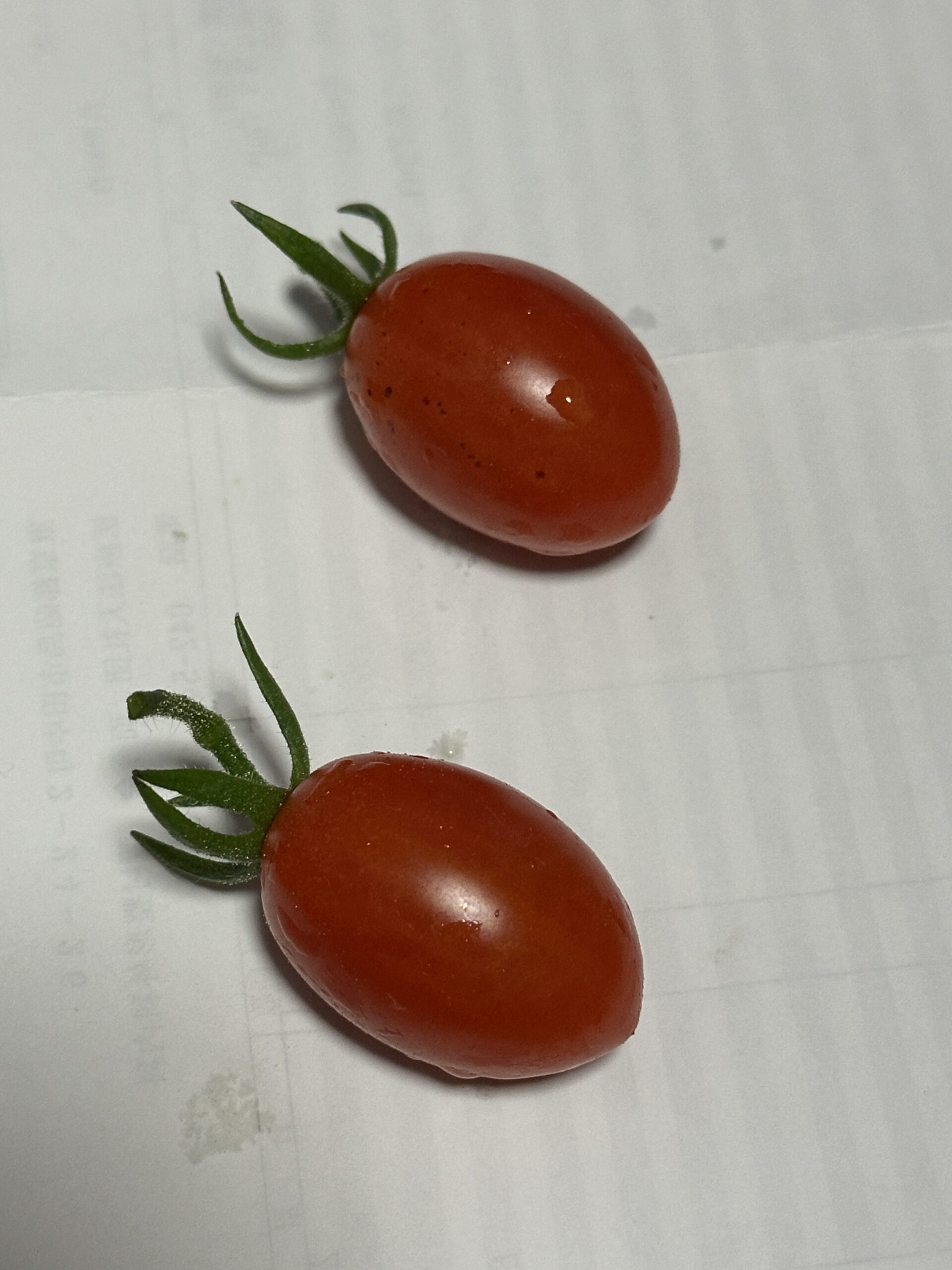 収穫したミニトマト アイコ